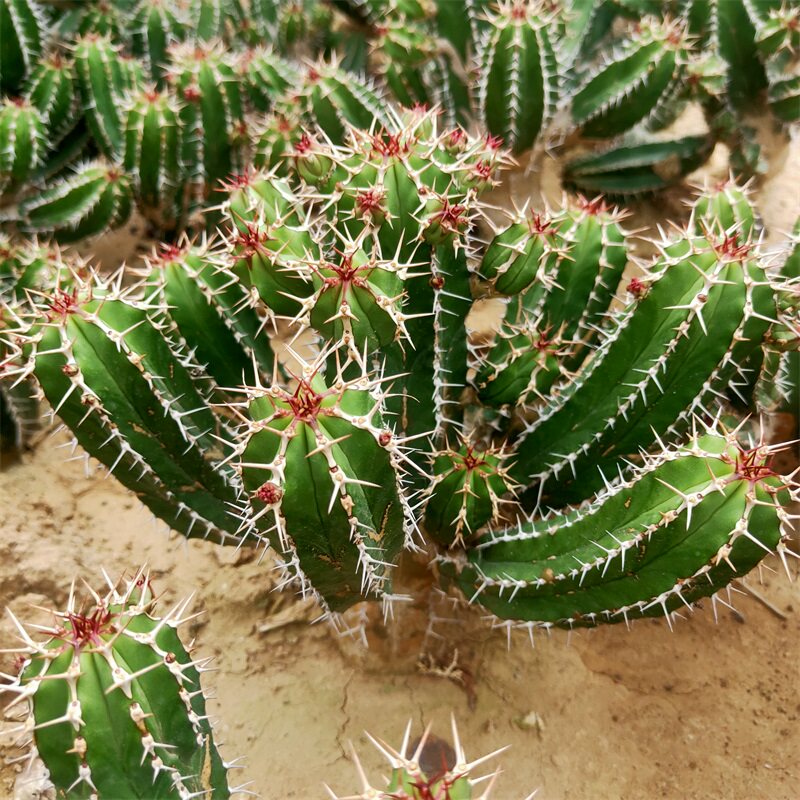大将军仙人柱仙人掌多肉植物室内阳台花卉绿植防辐射净化空气组合