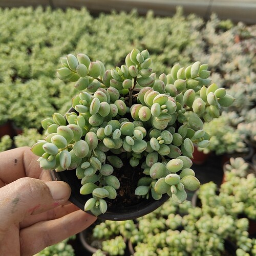 达摩福娘多肉植物带香味大颗群众新手易养护防辐射净化空气绿植