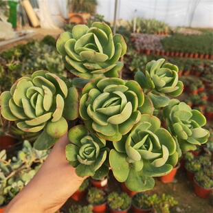 鸡蛋碧桃大颗老桩多肉植物办公桌阳台高级绿植盆栽组合防辐射美观