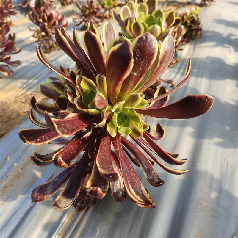 法师锦老桩群生多肉植物大颗办公室阳台花卉绿植盆栽组合美观趣味