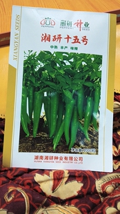 湖南辣椒苗老品种湘研15号牛角椒苗穴盘育苗带土保湿易成活包邮，