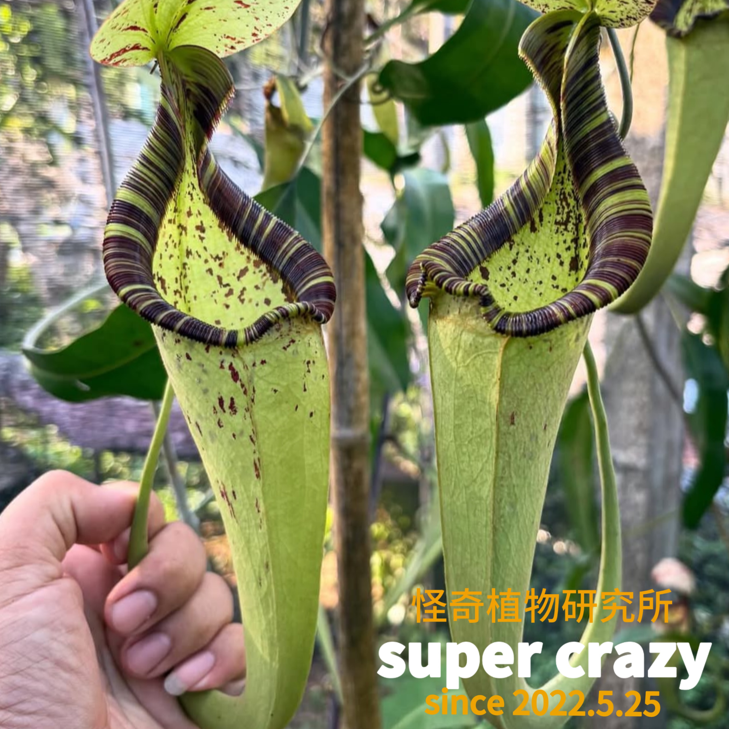 N.rafflesiana莱佛士猪笼草大型猪笼草食虫植物阳台绿植