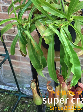 Nepenthes ventricosa x alata红瓶（葫芦交翼状）猪笼草