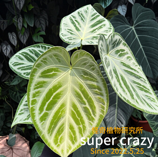 Anthurium silver blush银刷子花烛热植高级感轻奢室内好养