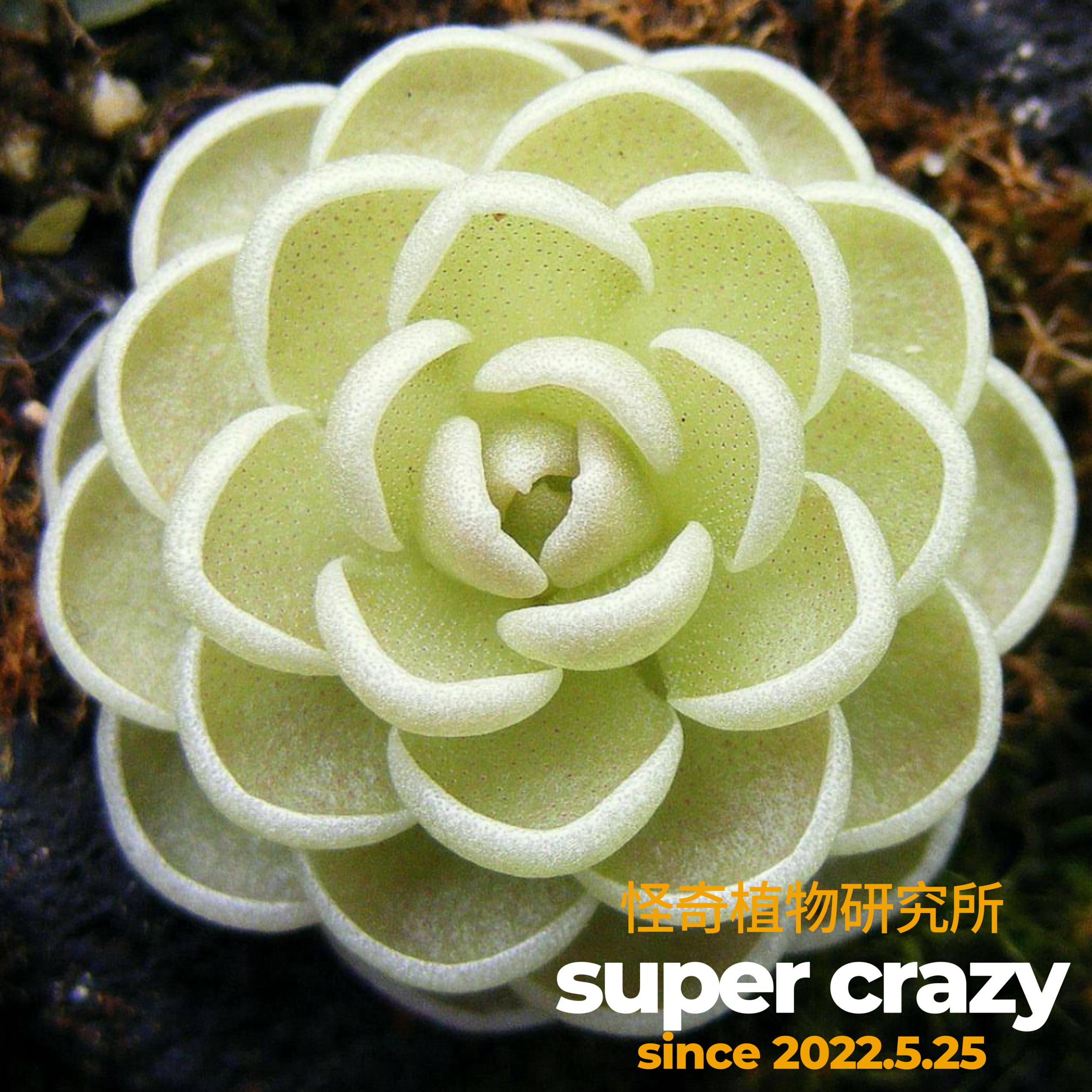 Pinguicula esseriana 爱丝捕虫堇苔藓微景观趣味食虫植物