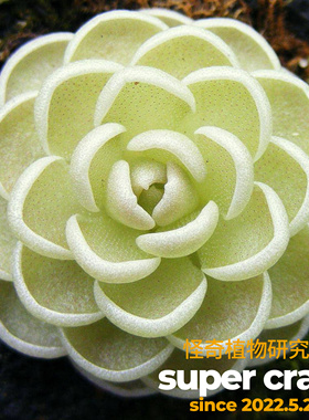Pinguicula esseriana 爱丝捕虫堇苔藓微景观趣味食虫植物