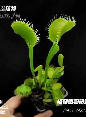 Dionaea Muscipula B52 捕蝇草食虫植物