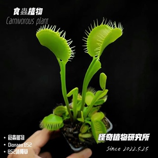 Dionaea Muscipula B52 捕蝇草食虫植物