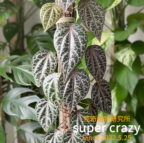 Piper crocatum瑰丽胡椒观叶爬藤热植雨林缸养室内阳台