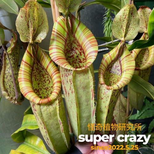 N.x dyeriana 戴瑞安娜猪笼草大型猪笼草食虫植物阳台绿植