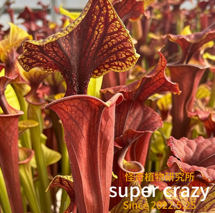 MKF25C黄瓶子草食虫植物微景观雨林苔藓微景观造景好养