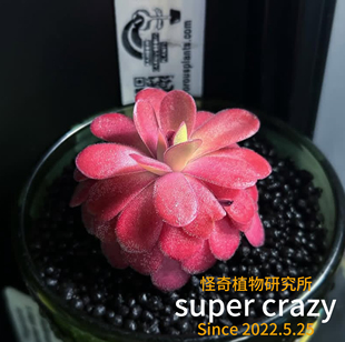P.johanna乔安娜捕虫堇食虫植物高端品种好养适合微景观造景