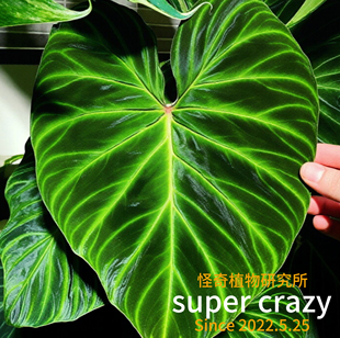 Anthurium verrucosum南美荧光蔓绿绒绿绒面轻奢高级感观叶好养