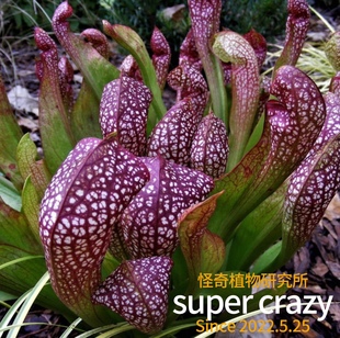S.scarlet belle猩红瓶子草食虫植物雨林缸生态造景食虫草