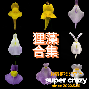 狸藻合集趣味食虫植物雨林缸微景观造景爆花