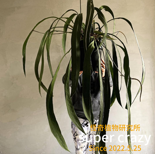 Anthurium vittariifolium维塔领带花烛热植观叶室内阳台雨林缸养