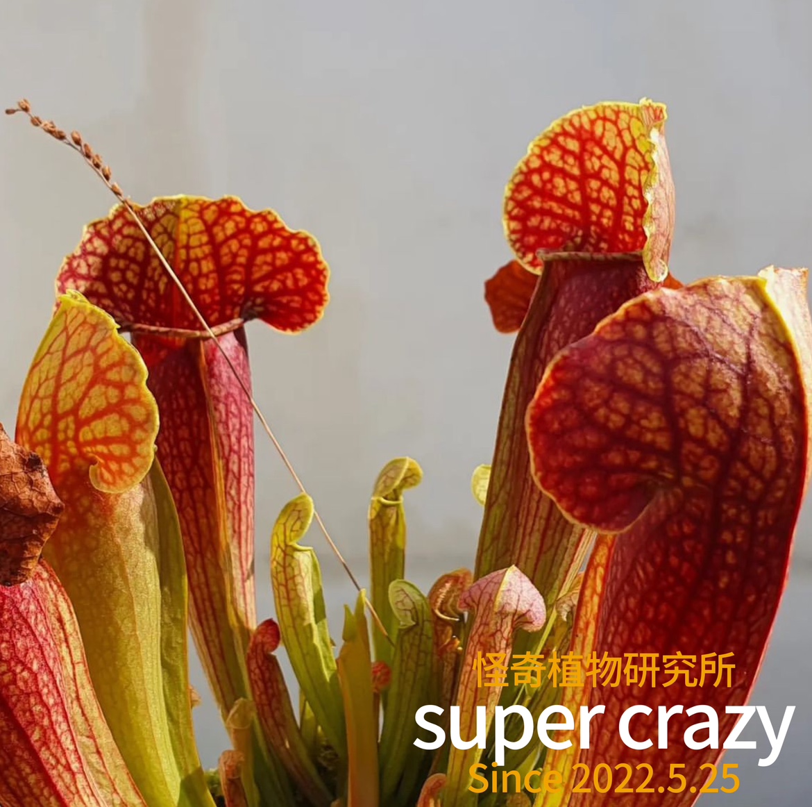 sarracenia.x swanana天鹅瓶子草食虫植物雨林缸微景观造景