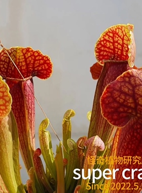 sarracenia.x swanana天鹅瓶子草食虫植物雨林缸微景观造景