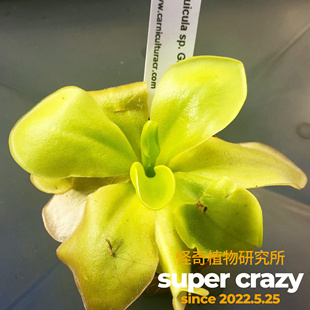P.Guatemala危地马拉捕虫堇食虫植物趣味盆栽绿植吃虫子