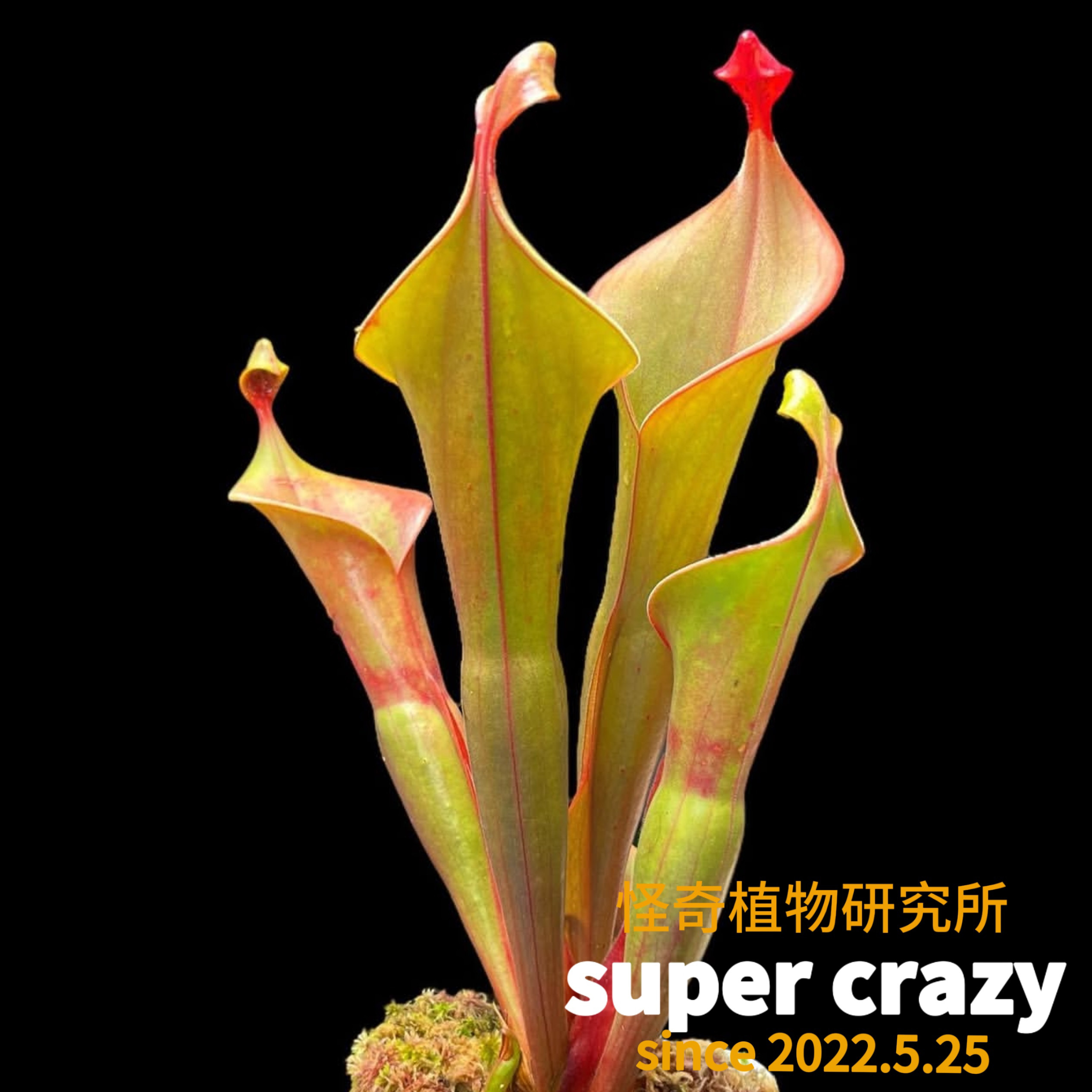 H.x Godzilla哥斯拉太阳瓶子草稀有世界上最大的太阳瓶子草