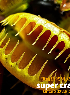 D.bloody nurse血腥护士捕蝇草稀有食虫植物雨林缸造景ins风稀有