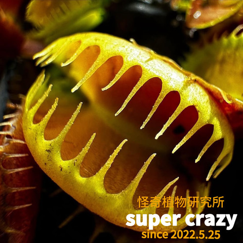 D.bloody nurse血腥护士捕蝇草稀有食虫植物雨林缸造景ins风稀有