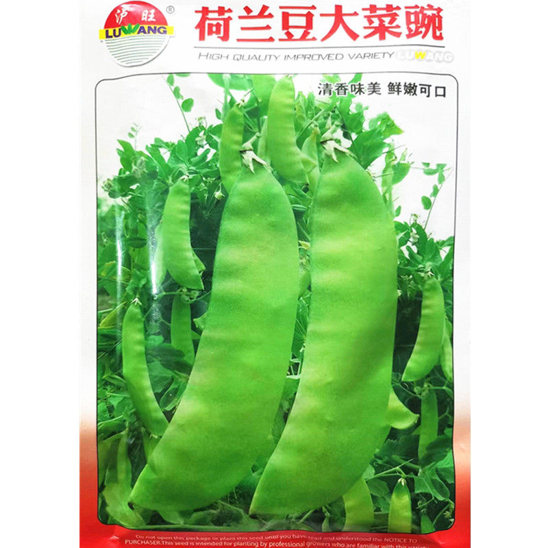 荷兰豆大菜豌种子大荚豌豆种籽食荚大菜豌豆角四川秋冬季蔬菜种孑