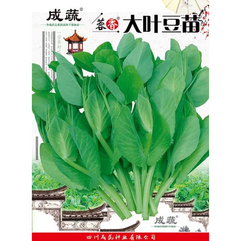 四川无须豌豆苗种籽豌豆尖菜种子