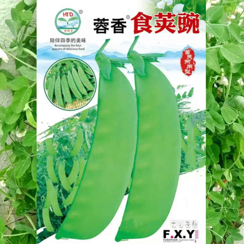 食荚大菜豌种子荷兰豆豌豆种籽豌豆角种籽豌豆荚四川秋冬季蔬菜孑