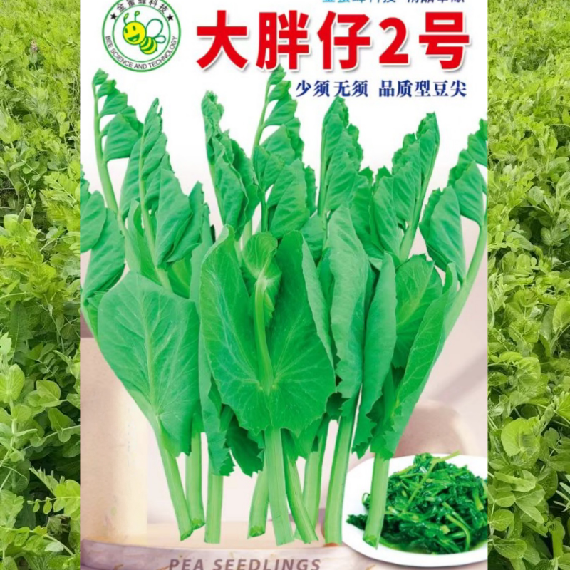 胖胖无须豌豆尖种子500g豌豆苗种籽芽苗菜四川秋冬季田园蔬菜种孑