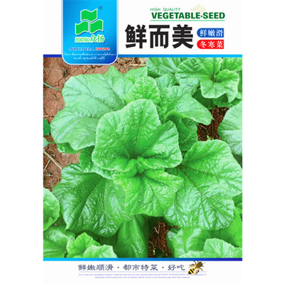 冬寒菜冬苋菜种子农家田园蔬菜籽