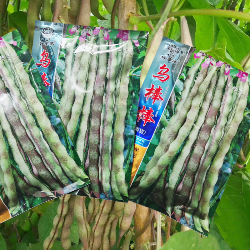 乌棒棒紫架豆种子乌边边四季豆籽