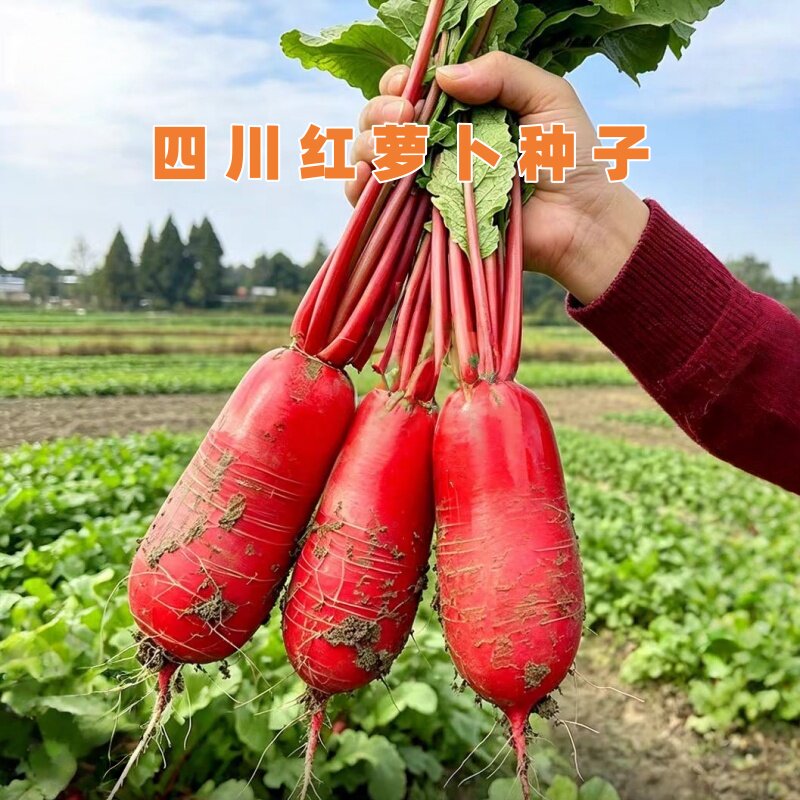 红皮萝卜种籽满身红萝卜种子水萝卜四川泡萝卜夏秋季田园蔬菜种孑