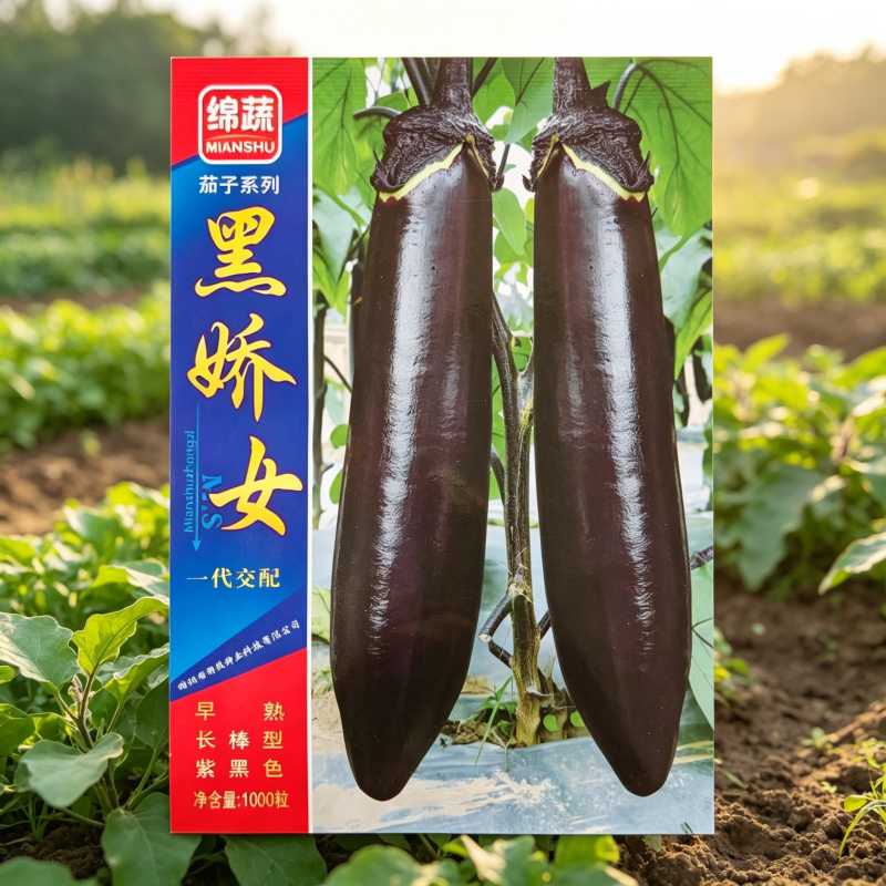 绵蔬黑娇女茄种子黑美秀茄子种籽