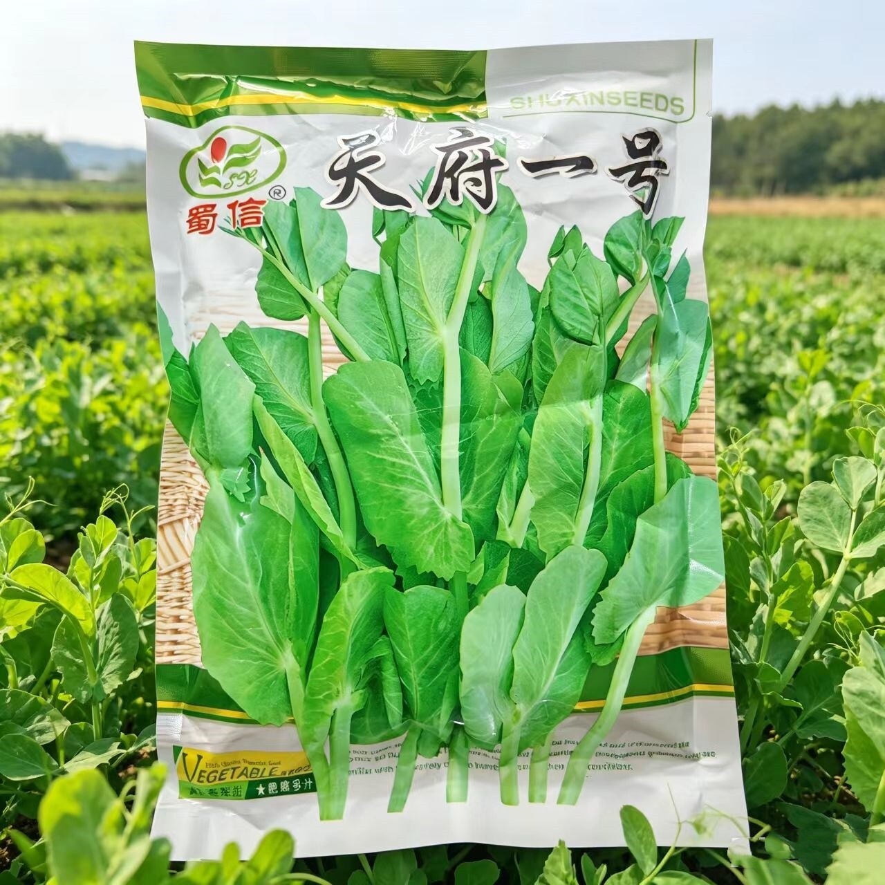 四川豌豆苗种子无须豌豆尖菜种籽