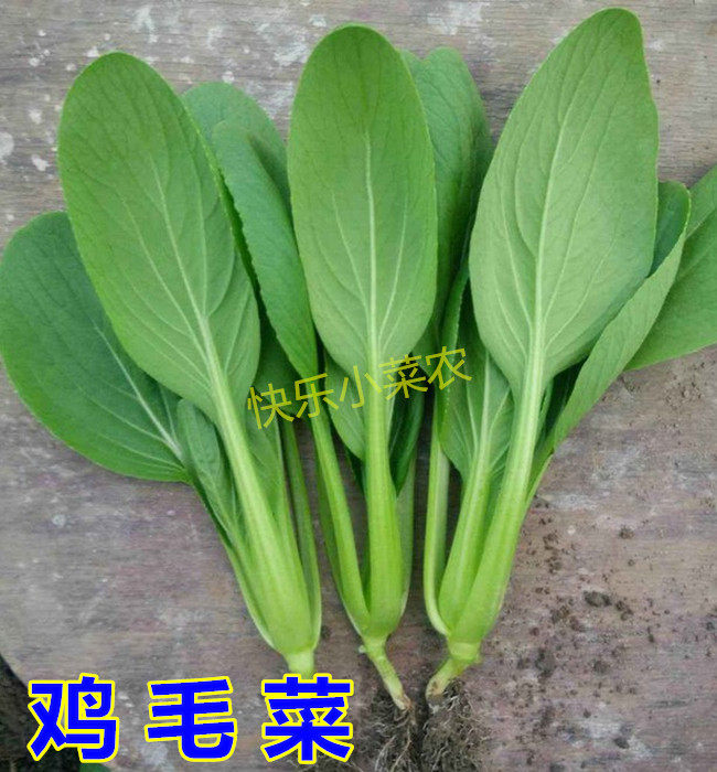 鸡毛菜种子上海青小白菜籽油菜快菜盆栽田园夏秋四季耐热蔬菜种孑|msdalam kategori penghantaran bunga/bunga simulasi/tumbuhan berkebun, bunga/Buah-buahan dan sayur-sayuran/benih rumput (baru), benih rumah berkebun - dari Buy2taobao.com untuk memberikan perkhidmatan ejen Taobao profesional membeli