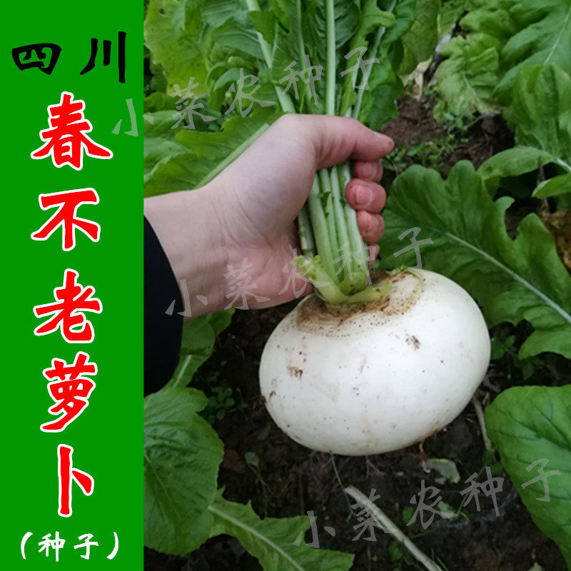 四川春不老萝卜种子 圆白萝卜 秋播地方老品种 农家田园 蔬菜种子|msdalam kategori penghantaran bunga/bunga simulasi/tumbuhan berkebun, bunga/Buah-buahan dan sayur-sayuran/benih rumput (baru), benih rumah berkebun - dari Buy2taobao.com untuk memberikan perkhidmatan ejen Taobao profesional membeli