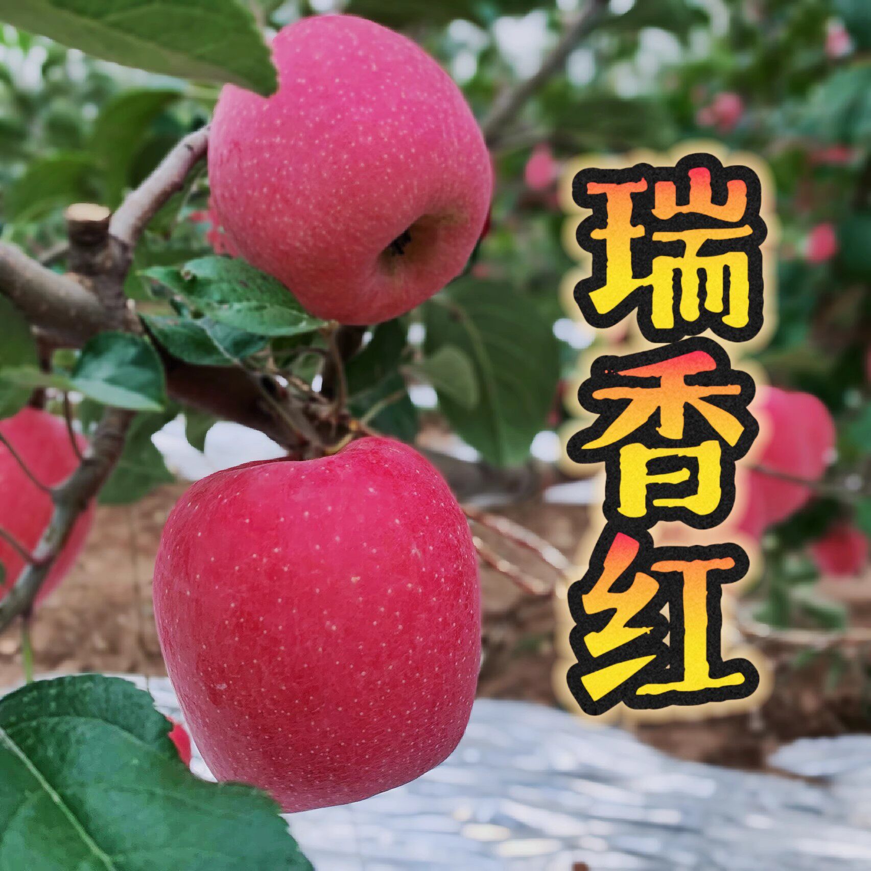 正宗瑞雪瑞香红苹果陕西新品种脆甜多汁浓香脆甜苹果西北农林科技图片