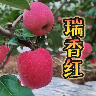 正宗瑞雪瑞香红苹果陕西新品种脆甜多汁浓香脆甜苹果西北农林科技