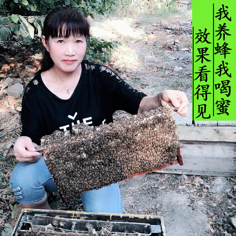 蜂争疯野生土蜂蜜百花蜜农家自产自然成熟原蜜会结晶山西特产