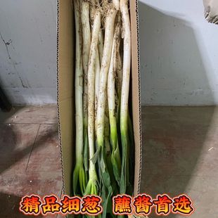 山东铁杆小葱细葱生吃脆甜炒菜葱花带老皮去半叶现挖新鲜5斤包邮