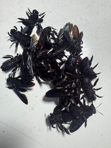 广西100只野生活腌竹蜂干盐咸竹筒蜂乌竹蜂熊蜂象蜂中药材泡酒