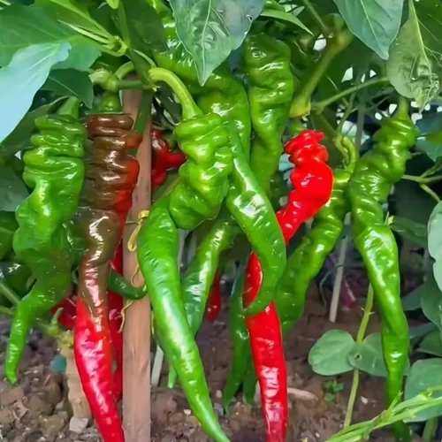 湖南麻阳特产农家自种辣椒软皮香辣辣椒青红紫混搭发货