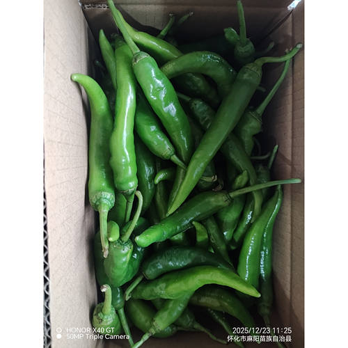 新鲜现摘现发湖南农家自种青椒辣椒新鲜发货