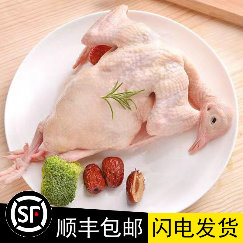 广东新鲜现杀4只乳鸽子肉整只农家散养生鲜冷冻商用酒店餐厅5-6两
