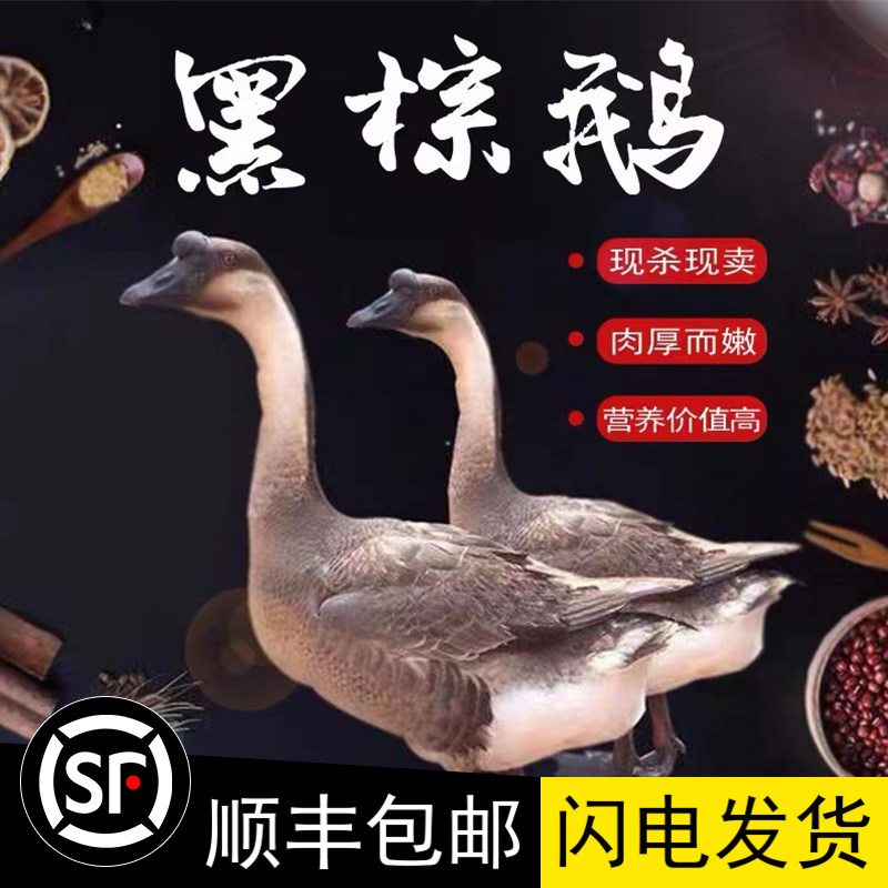 广东新鲜现杀5-8斤黑棕鹅整只马冈鹅光鹅草鹅棚鹅生冷冻餐厅酒店