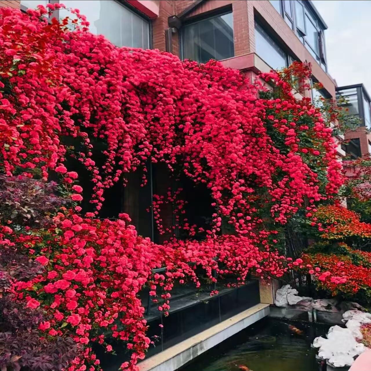 【顺丰包邮】四季红木香藤本月季 多季节开花 庭院爬藤花卉