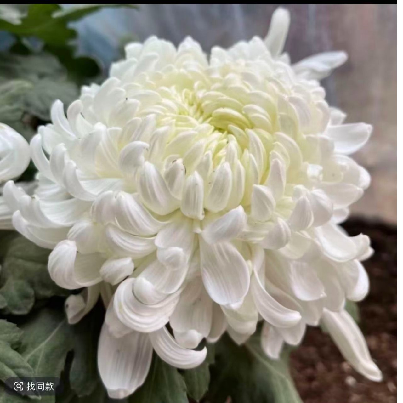 【白绣球】原盆原土带花苞菊花盆栽九月菊多季开花室内花卉植物图片