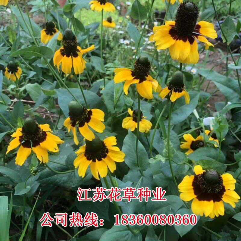 草原阳台盆栽四季绿植包邮松果菊