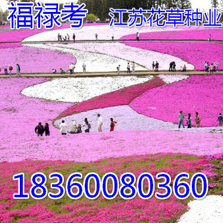 福禄考花种子 芝樱种子 五色梅种子 阳台室内庭院 易种四季播包邮